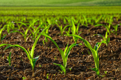 Rows of sunlit young corn plants on a moist field