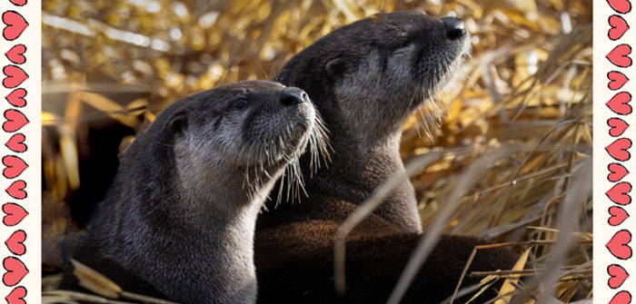 Send a Valentine, Support Wildlife